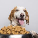 Alimentação Natural e Dietas Especiais para Pets: Dicas e Cuidados para uma Nutrição Saudável e Personalizada