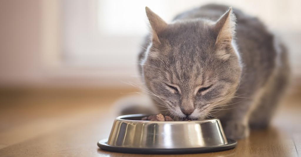 As Melhores Rações para Cachorros e Gatos: Saúde e Bem-estar em Cada Refeição