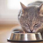 As Melhores Rações para Cachorros e Gatos: Saúde e Bem-estar em Cada Refeição